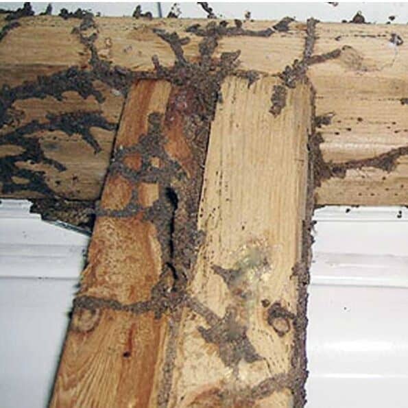 Termite damage is common in Mississippi homes due to climate and moisture